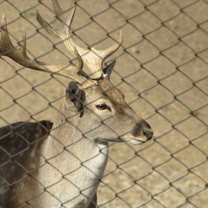 persian fallow deer