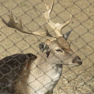 persian fallow deer