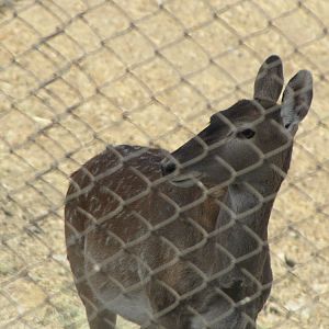 persian fallow deer