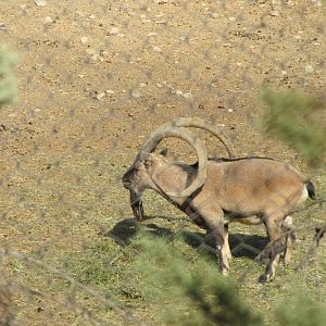 persian bezoar ibex