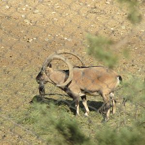 persian bezoar ibex