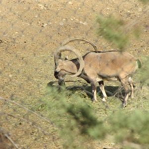 persian bezoar ibex