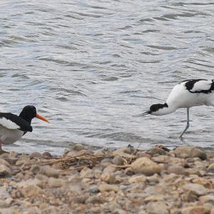 Avocet vs. oystercatcher