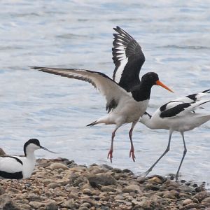Avocet vs. oystercatcher