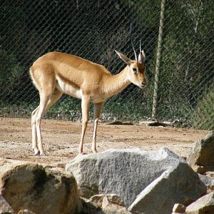 red fronted gazelle
