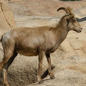 bighorn sheep