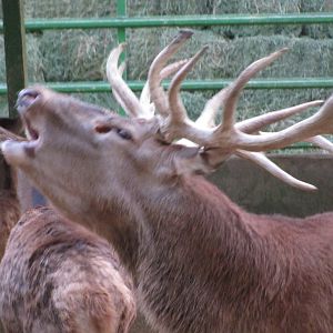 red deer (tehran zoo)