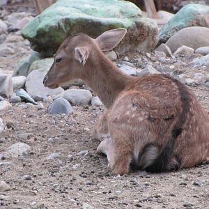 chital deer (tehran zoo)