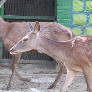 red deer (tehran zoo)