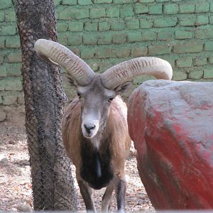 alborz wild sheep (tehran zoo)