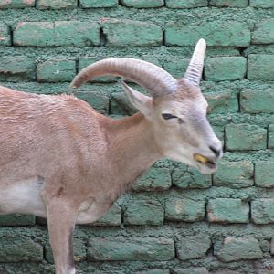 alborz wild sheep (tehran zoo)