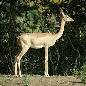 gerenuk