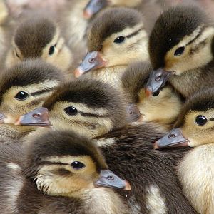 Aix galericulata / Mandarin duck (pull), 19-06-2011