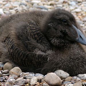 Somateria mollissima mollissima / European eider (pull), 19-06-2011