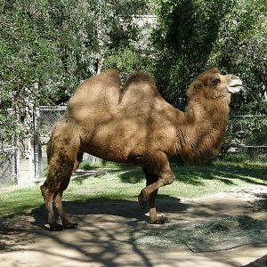 bactrian camel
