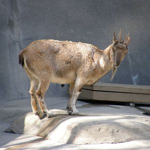 markhor
