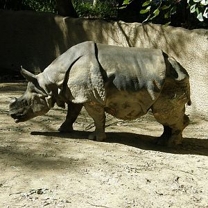 indian rhino