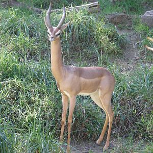 gerenuk