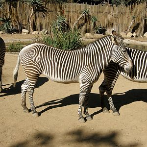 grevys zebra