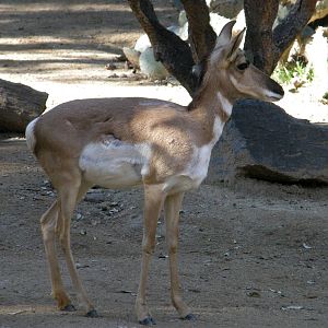 pronghorn