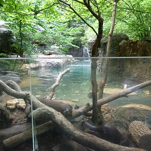 Otter Exhibit