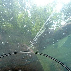 Otters, swim above me!