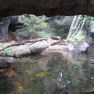 Snapping Turtle/Fox Exhibit