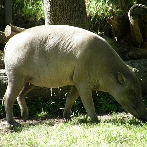 babirusa