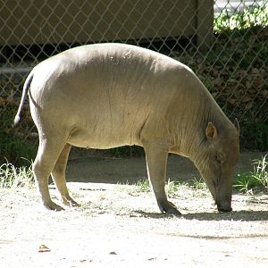 babirusa
