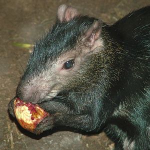 Black Agouti at Faunia, 27/05/11