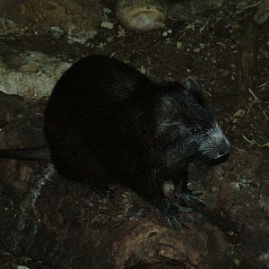 Dark-form Cuban Hutia at Faunia, 27/05/11