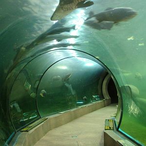 Amazon Tunnel at Faunia, 27/05/11