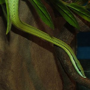 Baron's Green Racer at Faunia, 27/05/11