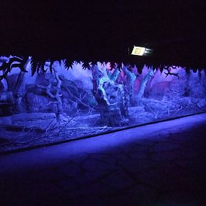 Nocturnal House at Faunia, 27/05/11