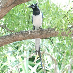 Black-throated Magpie Jay at Faunia, 27/05/11