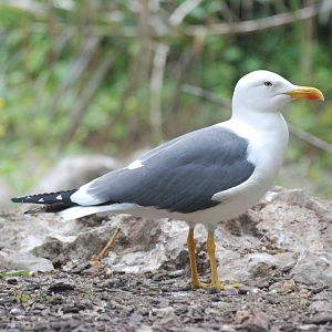 Yellow-legged Gull at Faunia, 27/05/11