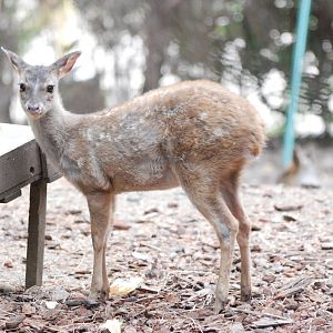 Grey Brocket Deer Fawn at Faunia, 27/05/11