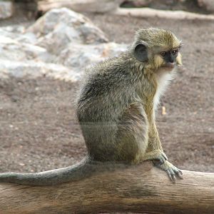 Southern Talapoin at Bioparc Valencia, 28/05/11