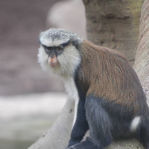 Mona Guenon at Bioparc Valencia, 28/05/11