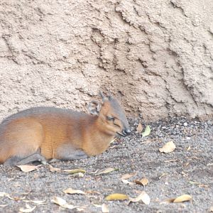 Red-flanked Duiker at Bioparc Valencia, 28/05/11