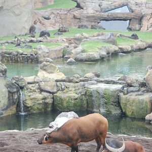 Congo Buffalo at Bioparc Valencia, 28/05/11