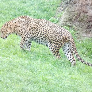 Sri Lankan Leopard at Bioparc Valencia, 28/05/11