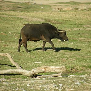 cape buffalo