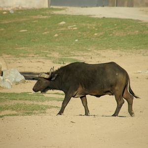 cape buffalo