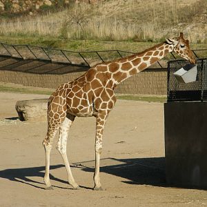 reticulated giraffe
