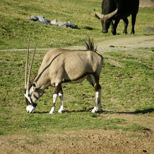 gemsbok