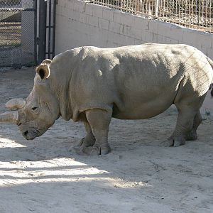 white rhino