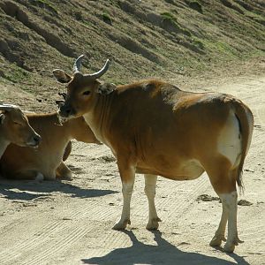 banteng