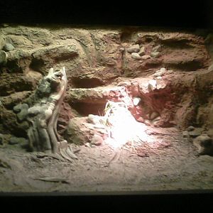 Dragons- Ackies Dwarf Monitor Exhibit