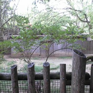 Wildlife Canyon- Emu exhibit